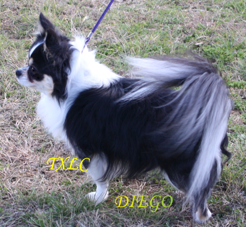 Texas long coats HOME texas long coat Chihuahuas